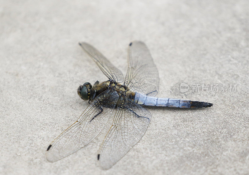 黑尾蜻蜓(Orthetrum cancellatum)雄性